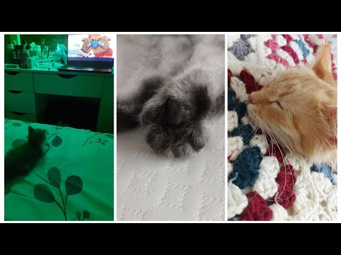 Видео: VLOG 541: У НАС ЛЮБОВЬ!