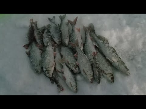 Видео: Рефтинское водохранилище. Сорога в январе.