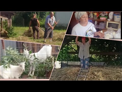 Видео: Козлы не растут... Не умеем ИХ выращивать😟