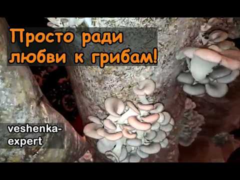 Видео: Вешенка на даче. Как старый блок дал новый урожай. Опыт грибовода-любителя.