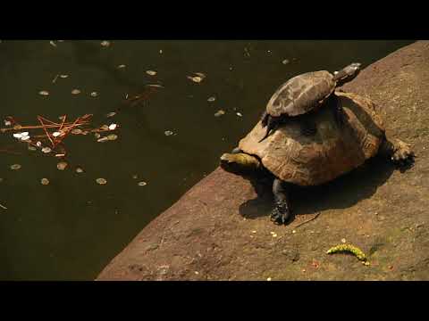 Видео: Искусство татуировки (2011) Документальный фильм о японской татуировке (с Хориёси III)