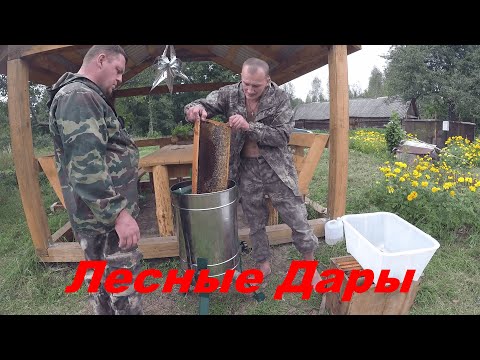 Видео: КУПИЛ ХУТОР в ЛЕСУ на краю БОЛОТА.Часть 65. ЛЕСНОЙ МЕД. ОСВАИВАЮ ПЧЕЛОВОДСТВО.