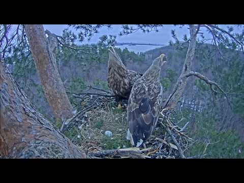 Видео: Гнездо орлана-белохвоста (Haliaeetus albicilla) в национальном парке "Нижняя Кама"
