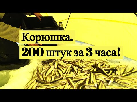 Видео: Корюшка. 200 штук за 3 часа!