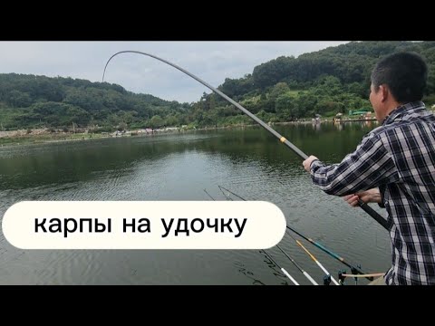 Видео: Ловлю карпов и сазанов на удочку снасть херабуна.