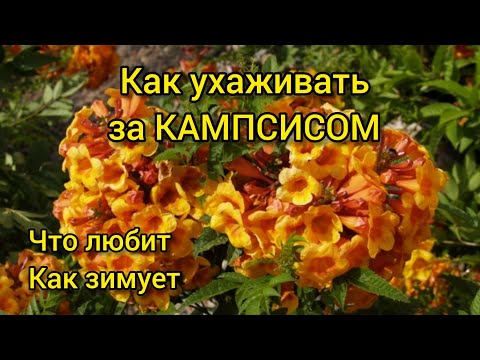 Видео: Как ухаживать за КАМПСИСОМ, чтобы он цвел непрерывно. Что любит и как зимует?