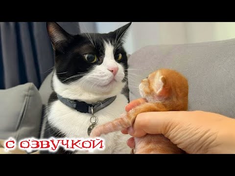 Видео: Приколы с котами! С ОЗВУЧКОЙ! Смешные коты и собачки! САМЫЕ СМЕШНЫЕ ЖИВОТНЫЕ! До слез!