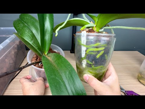 Видео: орхидее чем проще тем лучше // пересадка орхидеи после омоложения