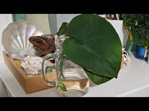 Видео: Жаде Сатин, Морозное сердце и ещё новинки от канала Цветочная симфония