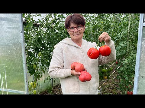 Видео: Обзор томатов по сортам сезон 2024. Часть N3