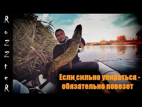 Видео: Трофей на STRIKE PRO SHIFTY SHAD 80SP