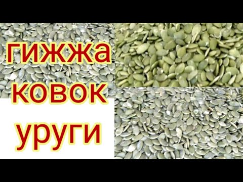 Видео: Гижжаларни ковок уруги ёрдамида йукотиш/ковок уругидан тугри фойдаланиш