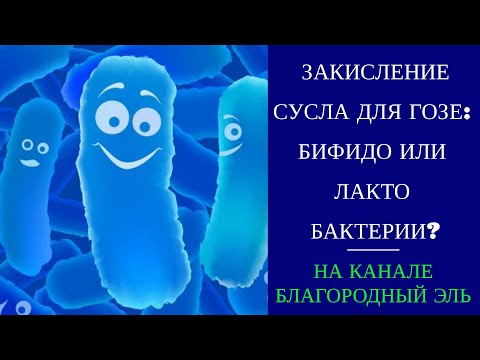 Видео: Чем закислять сусло: бифидобактерии и лактобактерии. Гозе. Эксперемент.