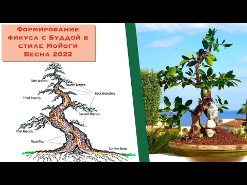 Видео: Бонсай фикус с Буддой в стиле Мойоги. Desire: Perfecting Ficus Bonsai with Buddha.