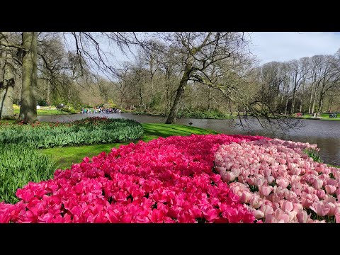 Видео: 🌷 Кёкенхоф 2024 | Парк цветов в Нидерландах | Весна, тюльпаны и волшебство апреля...