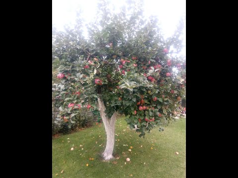 Видео: ОБРЕЗКА СТАРОЙ ЯБЛОНИ. Прореживание старой яблони после сильного снижения кроны.