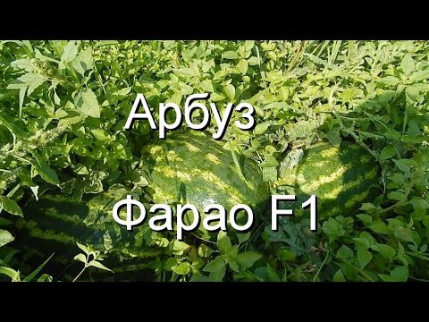 Видео: Арбуз Фарао F1