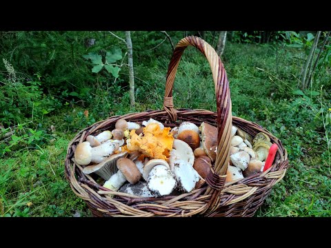 Видео: Полный лес грибов! Тихая охота 2024🍄Жизнь в деревне/Farmhouse Rimši🏡