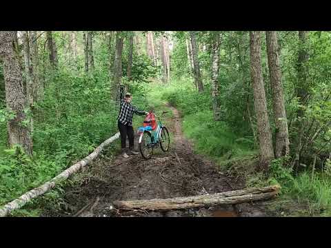 Видео: Сбор черники. Зашли в лес, а ТАМ...