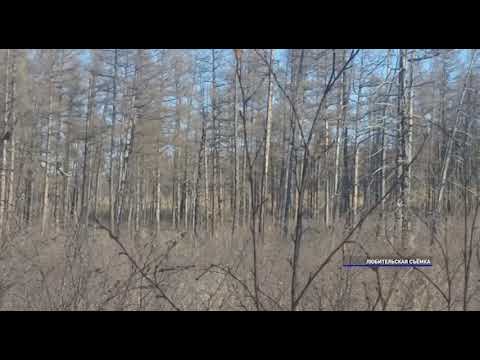 Видео: В Еравнинском районе Бурятии поймали чёрных лесорубов