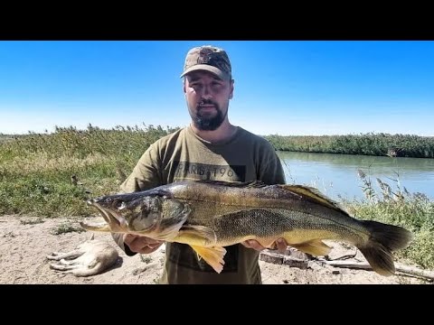 Видео: РЫБАЛКА ПРИБАЛХАШЬЕ, САЗАН, ЗМЕЕГОЛОВ, АМУР, СУДАК, РЫБАЛКА 2022