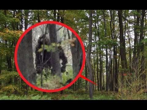 Видео: 5 САМЫХ ДОСТОВЕРНЫХ ВИДЕО С ЙЕТИ (СНЕЖНЫЙ ЧЕЛОВЕК)