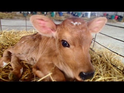 Видео: Диарея телят.Терапия "электролитами".Diarrhea calves.Therapy "electrolytes".