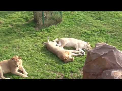Видео: Встреча с прекрасной парой у вольера Симбы! Парк львов Тайган ❤️ 