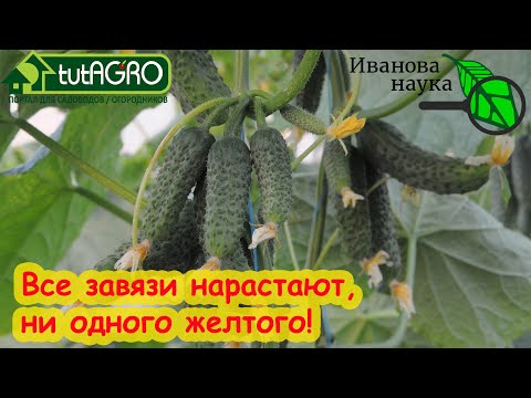 Видео: Выращивание триходермы на крупе и зерне. Пошаговая инструкция.