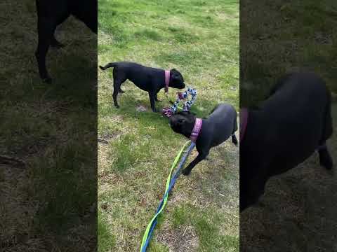 Видео: Стаффи #стаффи #стаффбуль #стаффордширскийбультерьер #staffordshirebullterrier #топ