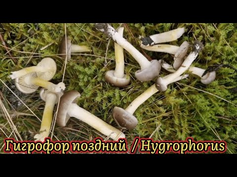 Видео: Грибы в ноябре. Гигрофор поздний. Из леса - на кухню