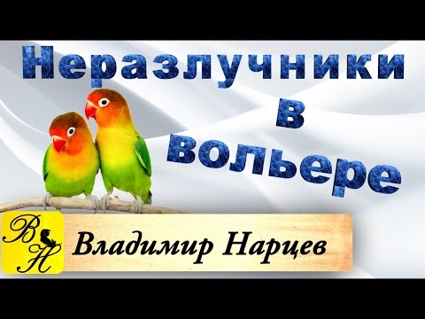 Видео: Неразлучники в вольере