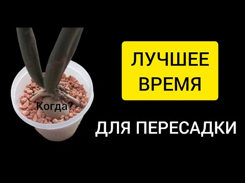 Видео: КОГДА ЛУЧШЕ пересаживать замиокулькас | ПЕРЕСАДКА в Seramis