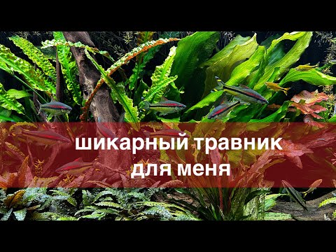 Видео: Шикарный травник для меня