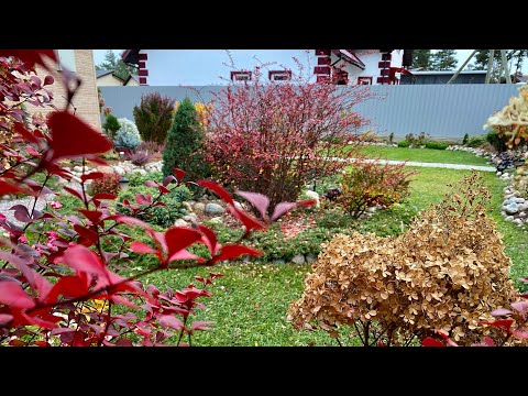 Видео: Цветник на 17 октября 🍁🍂🍁Мои почвопокровные растения🍃готовлю розы к зимовке🌹