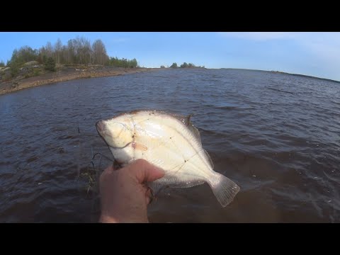 Видео: Рыбы кишит.Рыбалка на Севере Белого моря!