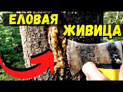 Видео: ЕЛОВАЯ ЖИВИЦА -  КАК и ЗАЧЕМ её добывают #46