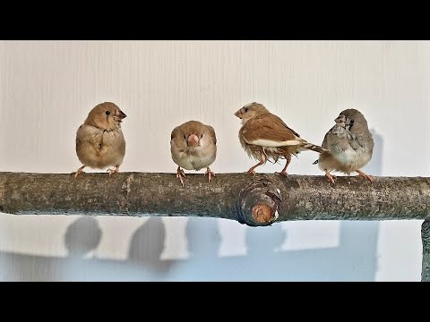 Видео: Дарья. Австралийские воробьи и зебровые амадины