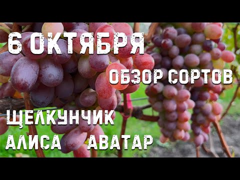 Видео: Сорта винограда для осени!