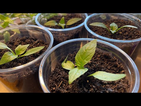 Видео: ЛУЧШИЙ СПОСОБ ПЕРЕСАДКИ ПЕРЦА, сразу трогается в рост!