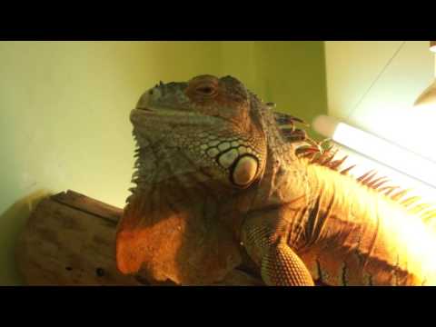 Видео: Дерево для Игуаны
