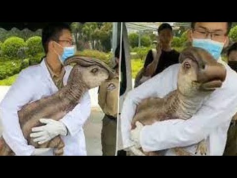 Видео: Посмотрите, Что Недавно Ученые Обнаружили в Китае