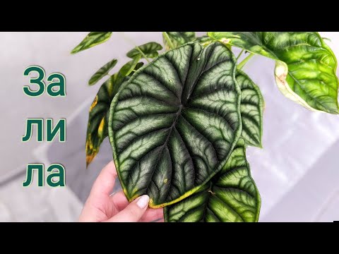 Видео: ПЕРЕСАДКА АЛОКАЗИИ / ЗАЛИВ / ГНИЛЫЕ КОРНИ 😱