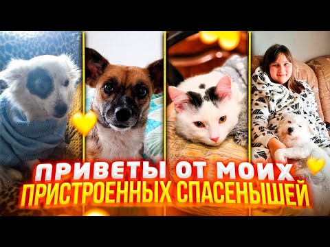 Видео: Видео Приветы от моих Выпускников