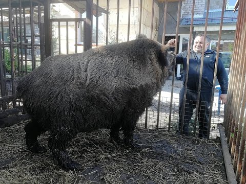 Видео: Секачу монстру Фунтику 7 лет что дальше.