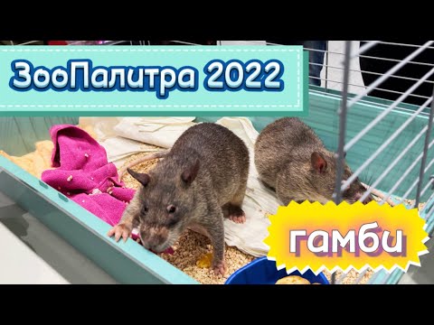 Видео: Выставка ЗооПалитра 2022 🐀 | Мои дела