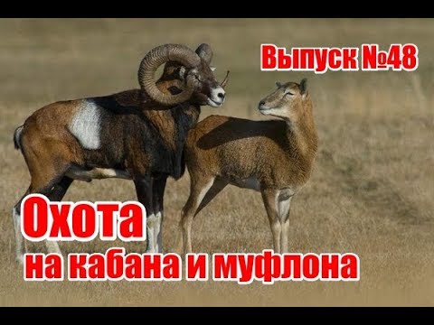 Видео: Охота на кабана и муфлона | Выпуск №48 (UKR)