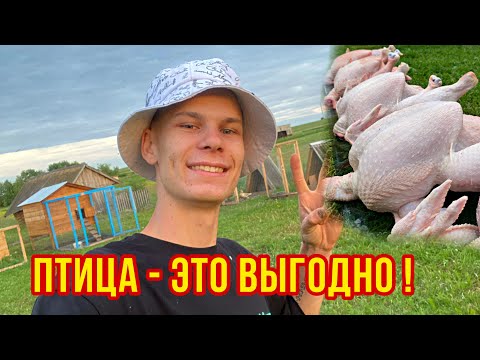 Видео: Бройлер - супер выгодная птица ! Итоги выращивания ! Цыплята,утята, гусята🐥 Детские ясли в птичнике