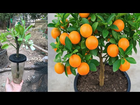 Видео: Можно ли вырастить дерево с помощью Just Kitchen Stuff? Бесплатно с Just Kitchen Stuff! Апельсины