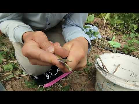 Видео: Окуліровка. Живці тонкі а підщепа товста. Що робити?
